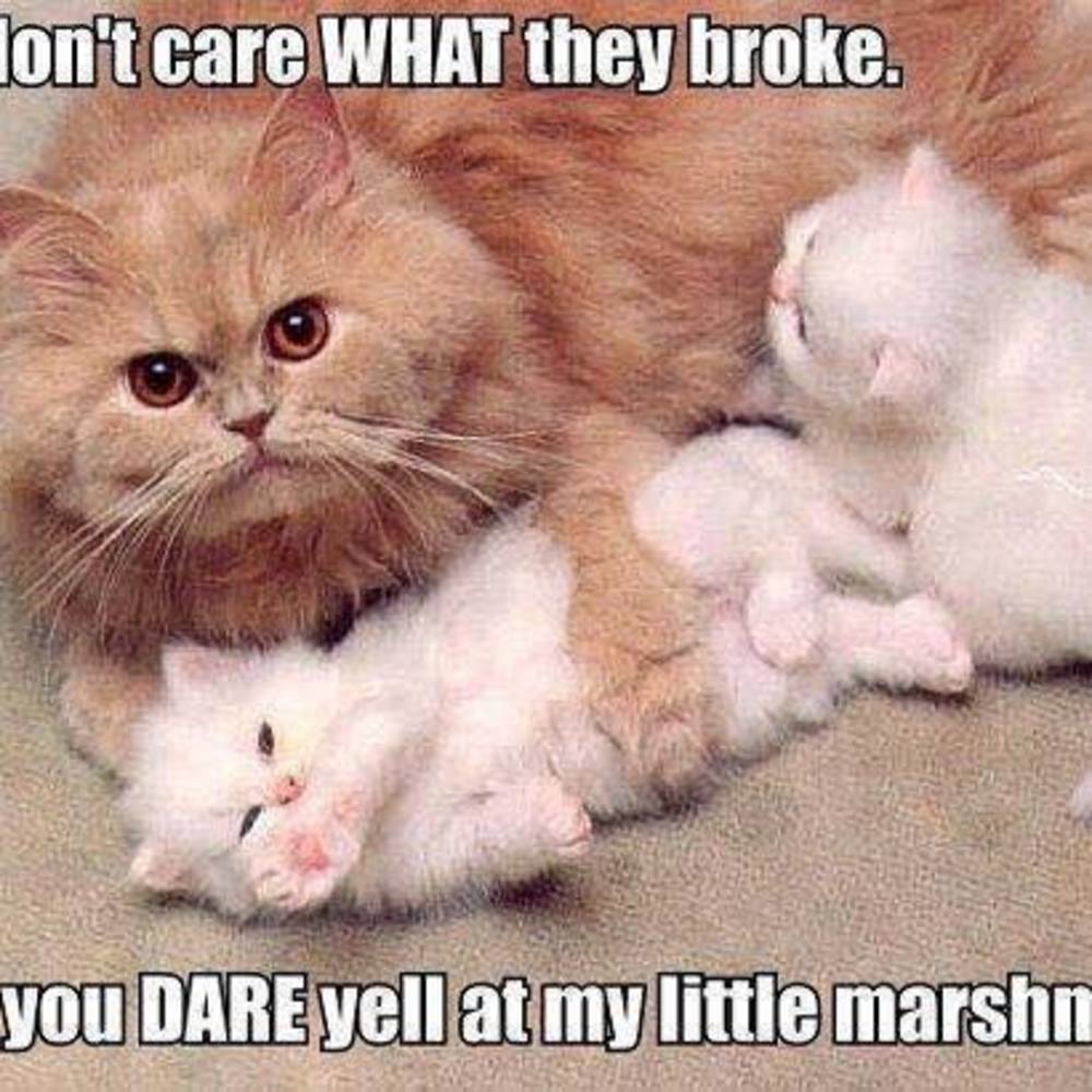 Meet your Posher, Pat